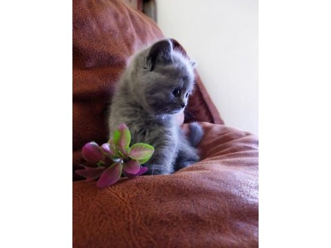 Muhteşem güzellikte scottish fold yavrularımız