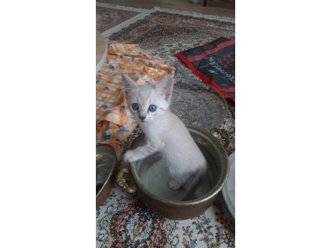 Dünyalar tatlısı kedilerimi sahiplendiriyorum