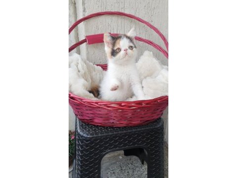 Calico exotic shorthair aşkları