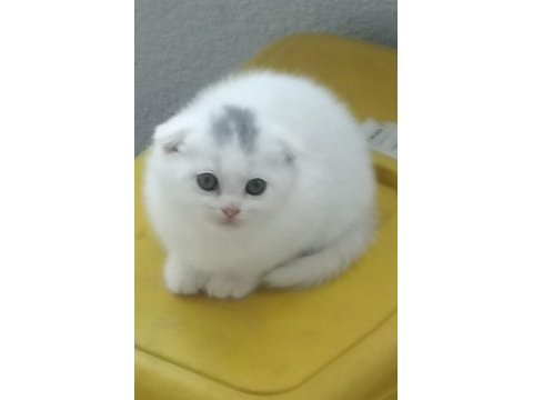 2 aylık teslime hazır scottish fold yavrular