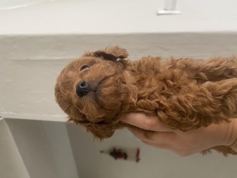 Toy poodle köpeğimiz
