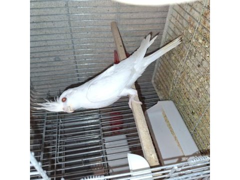Lutino ve albino sultan papağanı yavrular