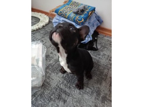 A+a kalite merle french bulldog