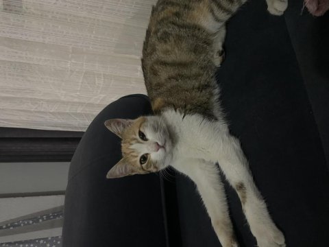 Kedimin acil yuvaya ihtiyacı var