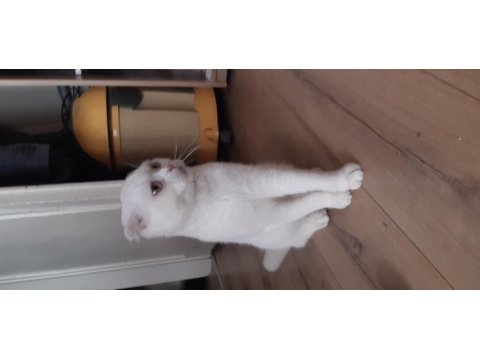 5 aylık erkek scottish fold