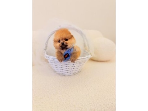 Teddy bear pomeranian