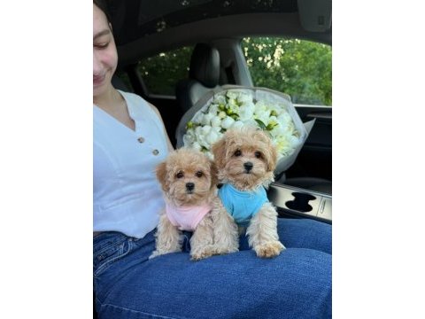 Maltipoo yavrularımız son 2
