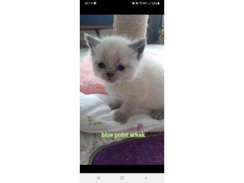 2 güne teslim british shorthair balıkesir merkez