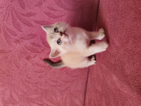 Ev ortamında büyümüş kedimin british shorthair yavrular