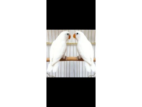 Lutino albino cennet papağanı