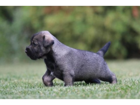 Fcı secereli schnauzer yavruları