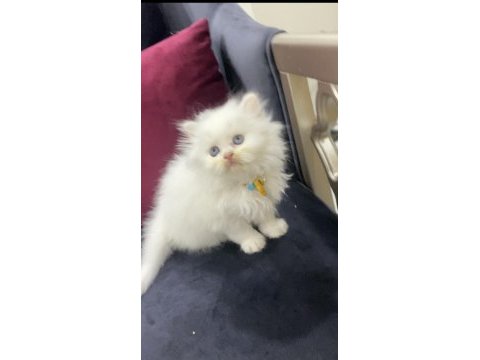 Çok tatlış bir birinden güzel yavru kediler