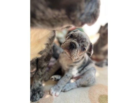 A kalite erkek ve dişi fransız bulldog yavrularımız