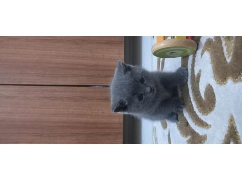 British shorthair yavru kedimiz