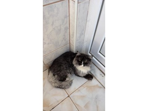Kedime güzel bir yuva arıyorum