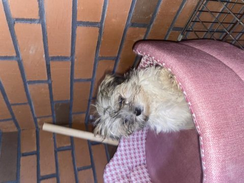 Erkek shih tzu