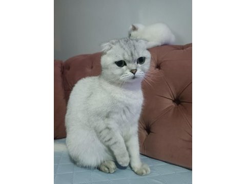 Acil yuva scottish fold kızımıza