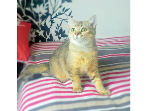***uygun*** 1 günde teslim! aktif golden erkek