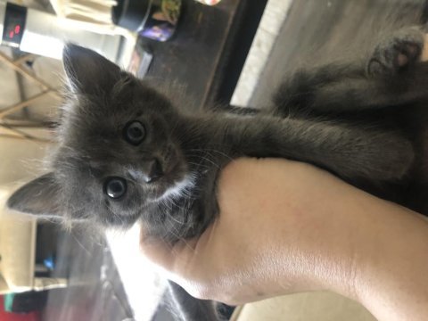 Güzel british shorthair bebişler