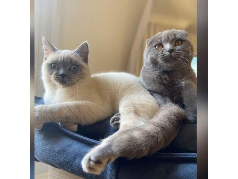 Scottish fold british shorthair şapşik kediler
