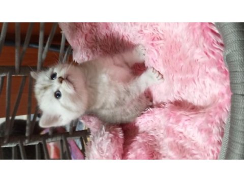 British shorthair yavrularımız yeni yuvalarını arıyorlar