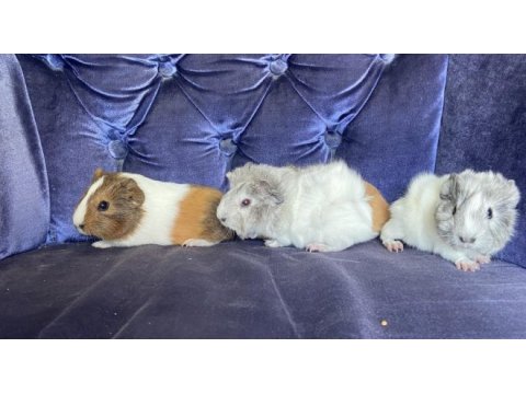 Sevimli ginepig yavrularımız