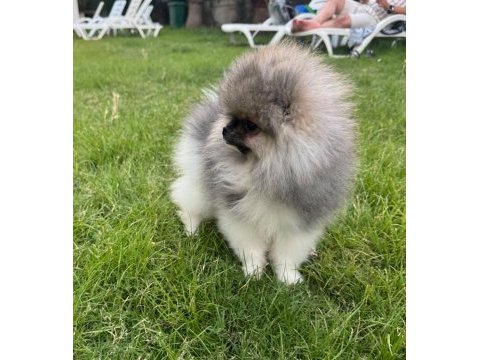 Pomeranian boo erkek tea cup