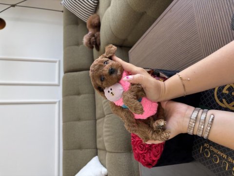 Tatlı maltipoo kızım