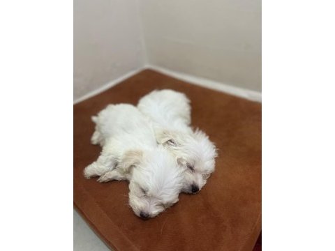 Maltese terrier 60 günlük yavrular