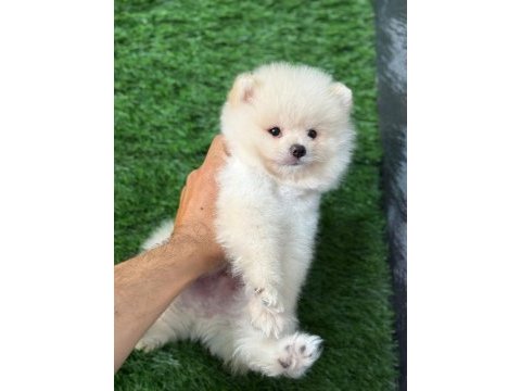 Üst segment sağlık ve ırk garantili pomeranian bebekler