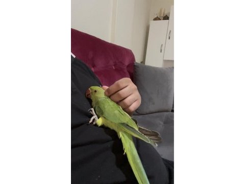 2 aylık bebek pakistan evcil