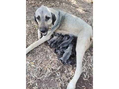 Mersin a kalitede anadolu çoban köpeklerimiz