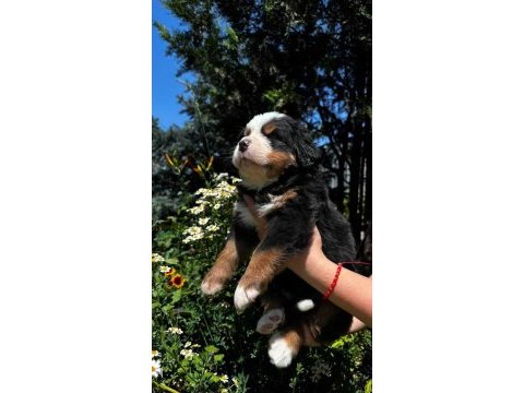 Bernese mountain
