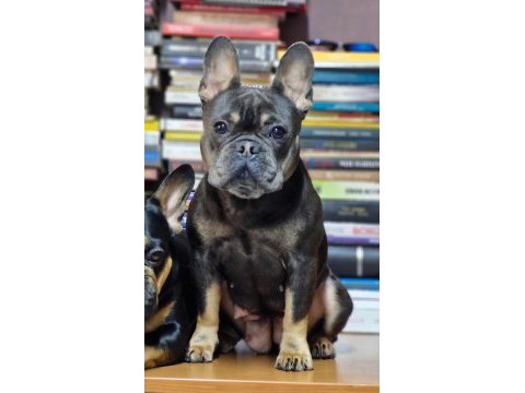 French bulldog izmir karşıyaka dişi