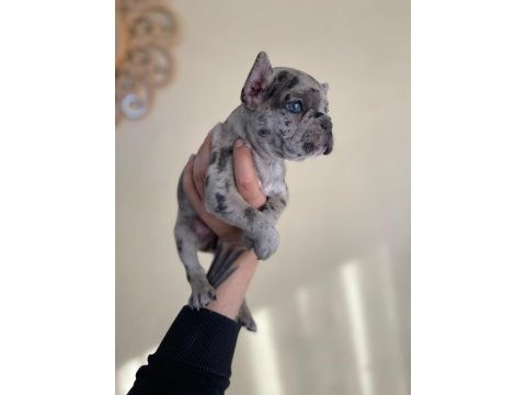 A+ kalite french bulldog yavrularımız
