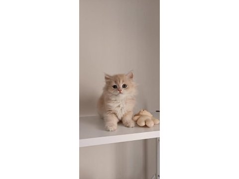 Özel renk chocolate golden british longhair