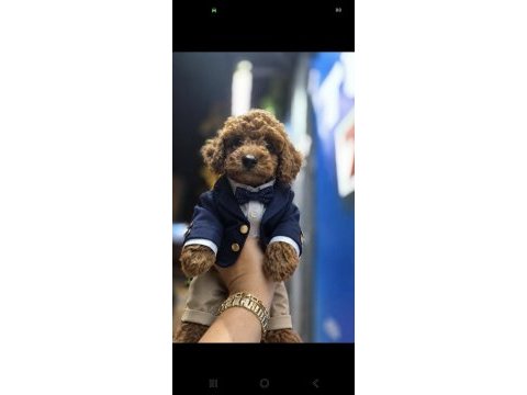 Poodle yavrum