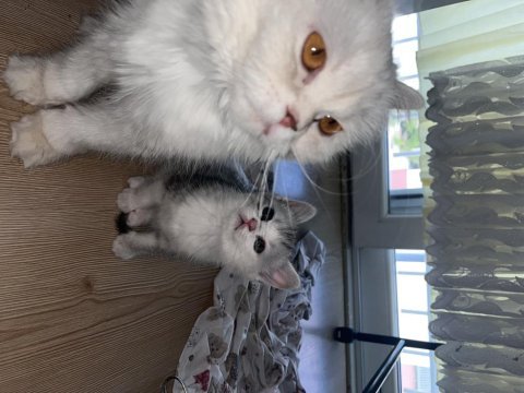 Anne iran chincilla baba british bebek kediler