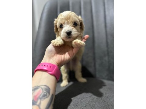 Maltipoo kapıda ödeme ve kredi kartı imkânı mevcuttur