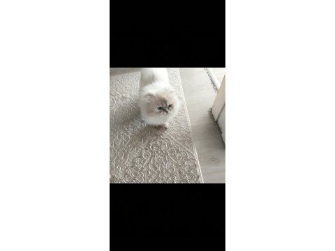 Oğlum yeni yuvasını arıyor scottish fold