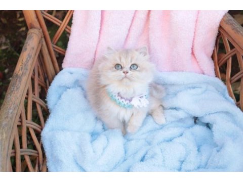 Safkan blue golden dişi yavru british longhair