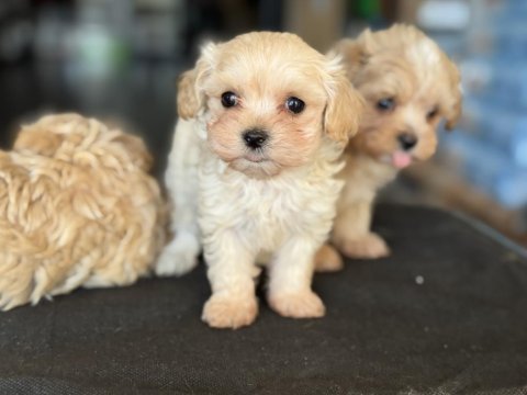 Show kalite tea cup kore maltipoo yavrularmız