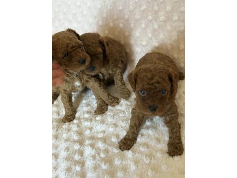 Anne altından toy poodle bebeklerimiz