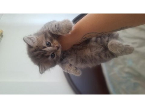 British longhair yavru