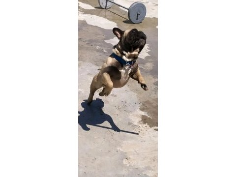 Erkek french bulldog