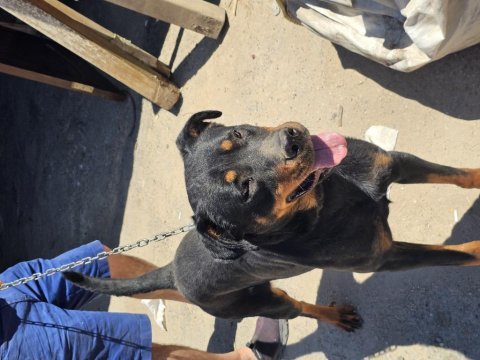 Dişi rottweiler bodrum yalıkavak