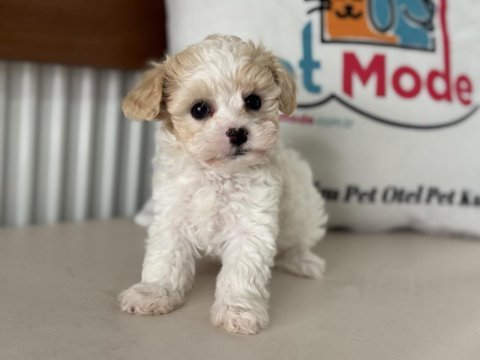 Petmode köpek çifrliğinden tea cup morkie yavrularımız