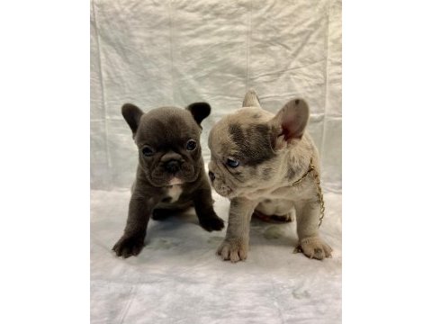 Egzotik french bulldog
