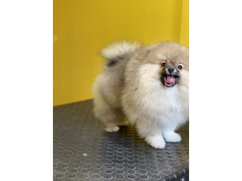 Mükemmel pofuduk minik pomeranian