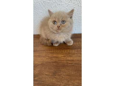 Yavruların en sevimlisi fawn british shorthair
